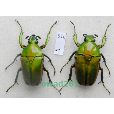 Coelorrhina aurata Westwood, 1841 pair Cameroon51c
